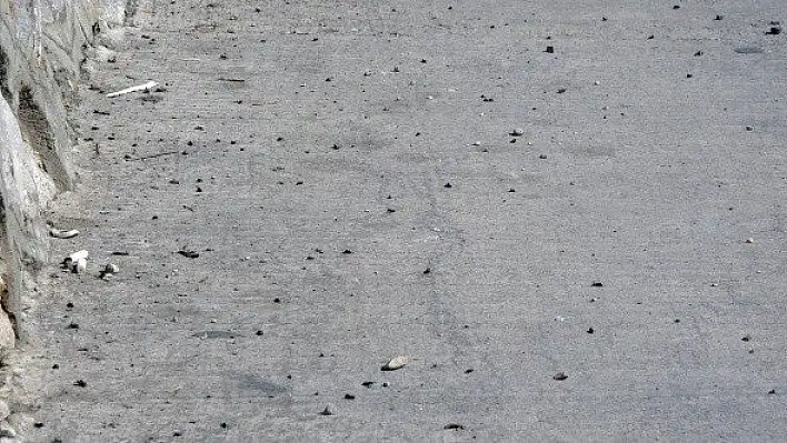 Karabük'te çekirge istilası korkuttu