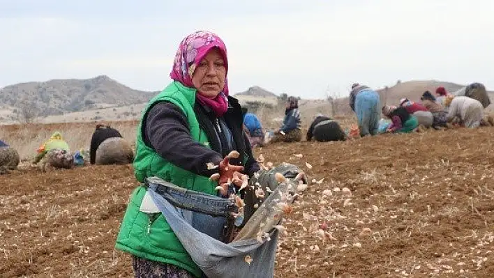 Kastamonu'nun &quotbeyaz altını&quotnda bu yıl yüksek rekolte bekleniyor