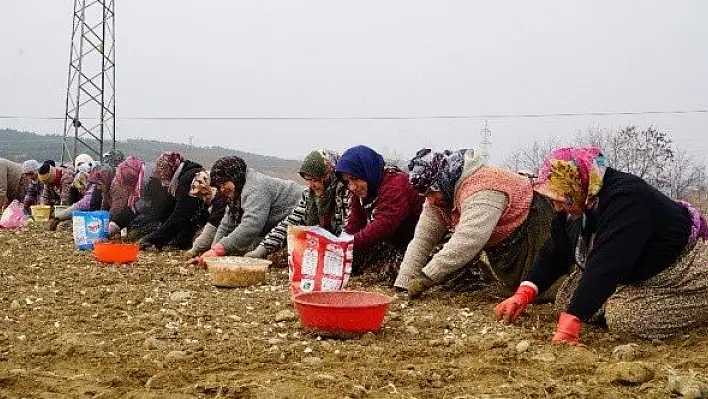 Geçen yıl dolu ve selin vurduğu sarımsakta yüksek rekolte beklentisi