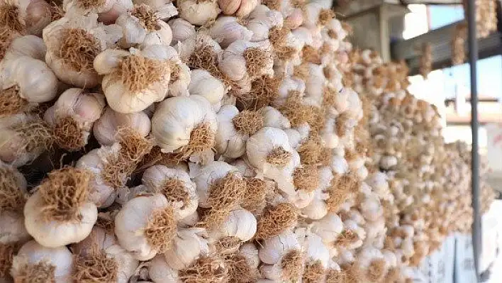 Taşköprü sarımsağında kilogram fiyatı 5 lira arttı