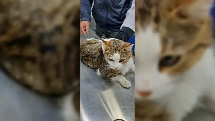 Beline çelik tel bağlanan kedi, ölüme terk edildi