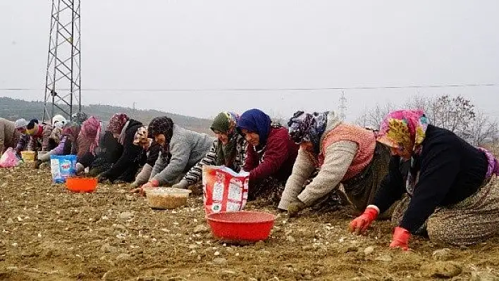 Kastamonu'da 22 bin dönüm alana sarımsak ekildi