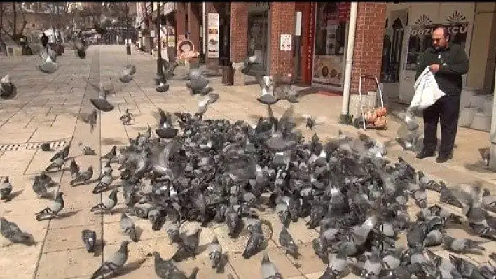 Vatandaş evden çıkamayınca güvercinler aç kaldı