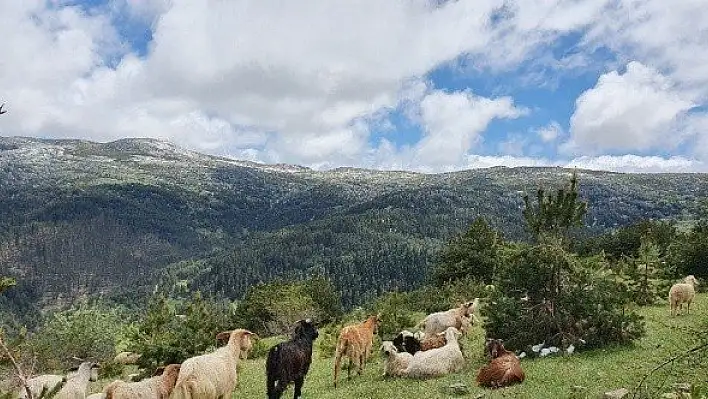 Yağış aniden bastırdı! 50 koyun ve 30 kuzu telef oldu