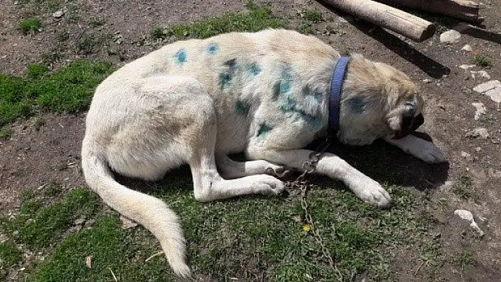 Kastamonu'da bir köpek, av tüfeğiyle vurulmuş halde bulundu