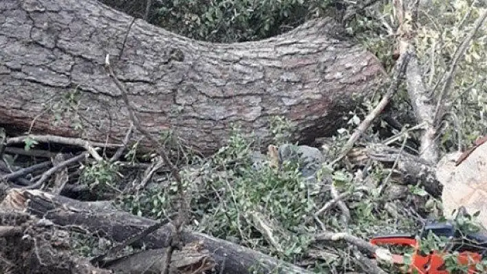 Kestiği ağaç üzerine devrilen şahıs hayatını kaybetti