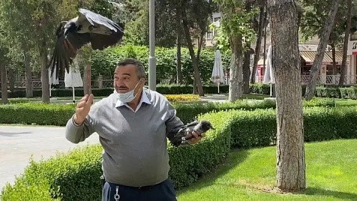 Yaralı kargayı kurtardı, diğer kargaların saldırısına uğradı