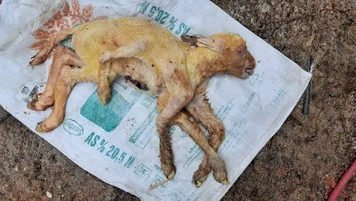 6 bacaklı kuzu görenleri şaşırttı