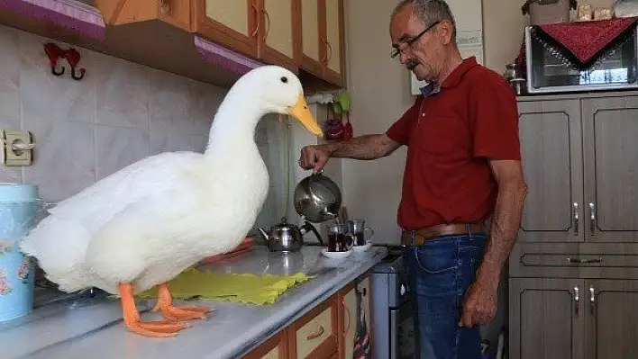 En yakın arkadaşı, ördeği &quotPamuk"