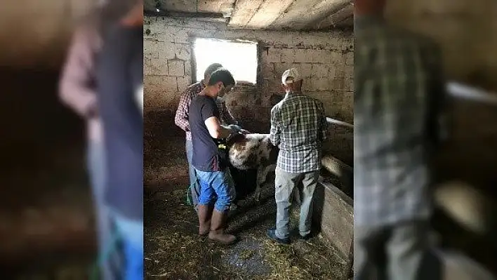 Hanönü'de büyükbaş hayvanlara aşı çalışması başlatıldı