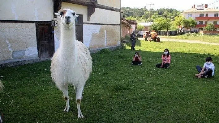 Köyde özgürce yaşayan lama &quotPamuk" ilgi odağı oldu