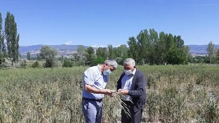 Tosya İlçe Tarım Müdürlüğünden tarlada hastalık incelemesi