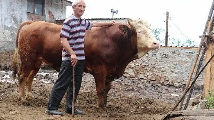 1 tonluk &quotTosun" 23 bin liradan görücüye çıkıyor
