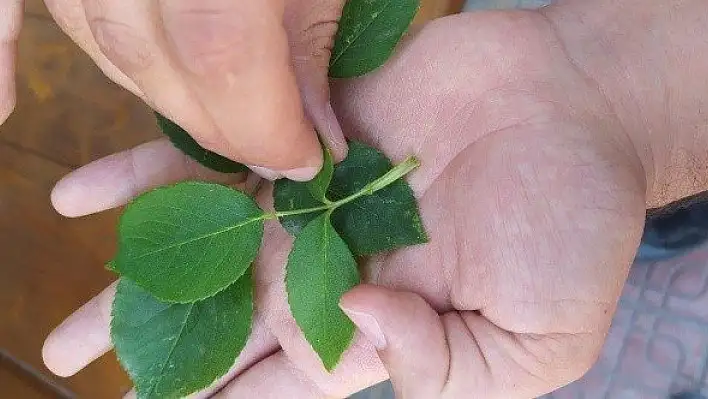 3 bin yılda bir açtığına inanılan 'udumbara çiçeği' görüldü