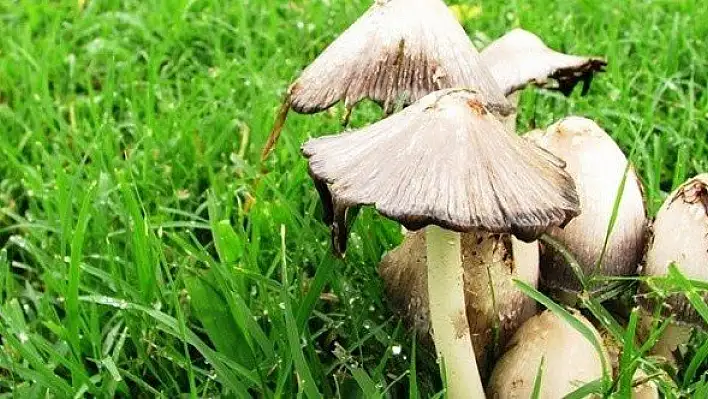 Kastamonu'da mantardan 4 kişi zehirlendi