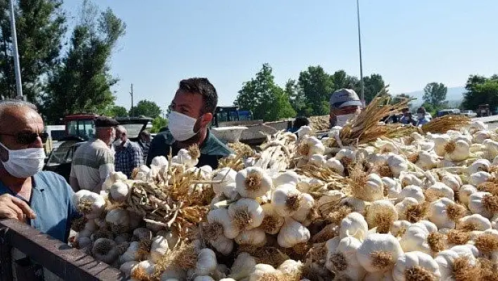 Taşköprü sarımsağı tezgahlardaki yerini aldı