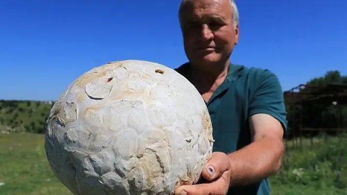 Top zannetti, 5 kilogram ağırlığında mantar çıktı