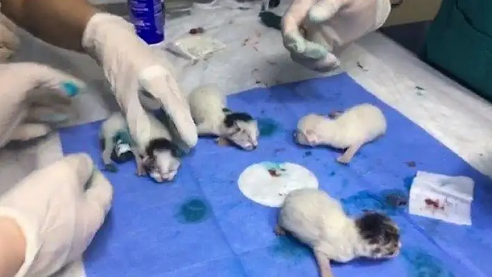 Yapışık dördüz kediler operasyonla birbirinden ayrıldı