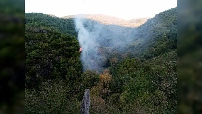 Cide'deki orman yangını büyümeden söndürüldü