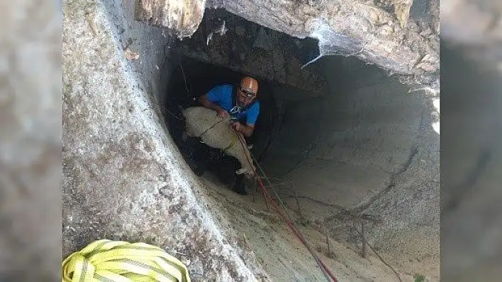 Kuyuya düşen koyunu AFAD ekipleri kurtardı