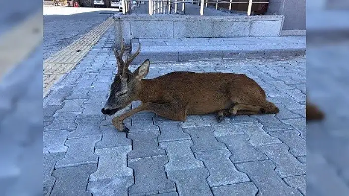 Yaralı karaca polis ekipleri tarafından kurtarıldı