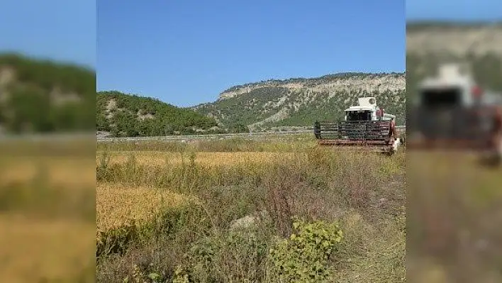 Kastamonu'da bir çiftçiye domuzlar saldırdı