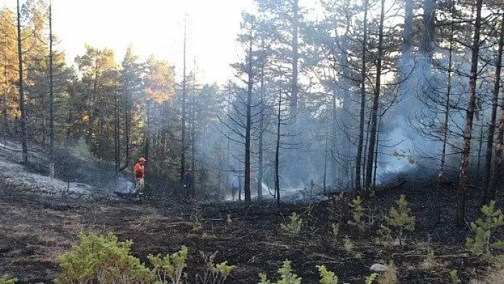 Tosya'da çıkan orman yangını söndürüldü
