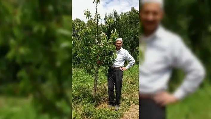Ceviz toplarken ağaçtan düşen kişi hayatını kaybetti