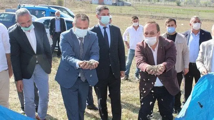 Devrekani'de ayçiçeğinin ilk hasadı gerçekleştirildi
