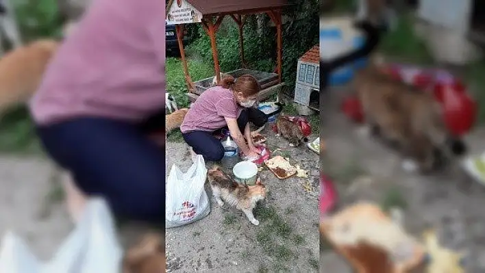 Hayvanseverlerden çağrı: &quotBu dünya hepimize yeter"