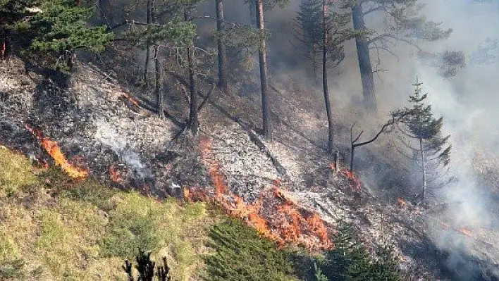 Kastamonu'daki orman yangınına müdahale devam ediyor