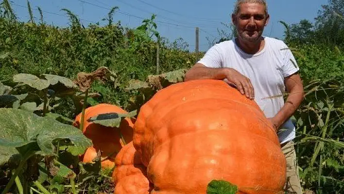 300 Kiloluk Dev Kabak Görenleri Şaşırtıyor