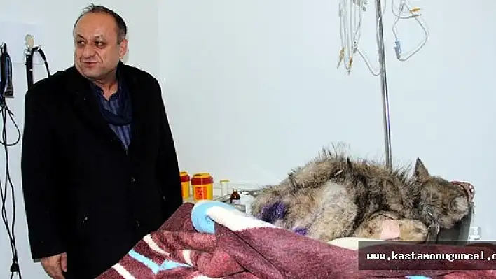 Aç Kalan Yavru Kurt, Koruma Altına Alındı