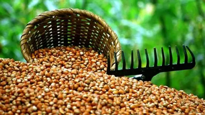 'Fındıkta rekolte tahmini 2012 yılının yüzde 26 altında'