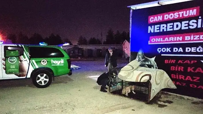 Jandarmanın yaralı bulduğu köpek barınağa yerleştirildi