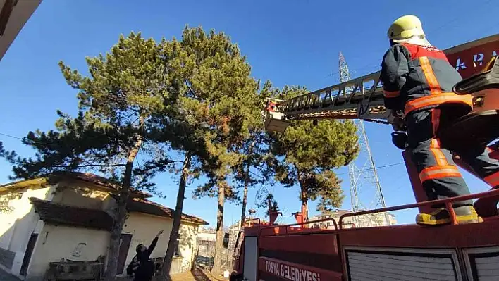 Papağan için seferber oldular