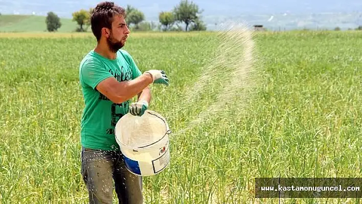 Kastamonu'da 'Beyaz Altın'ı Dolu Vurdu