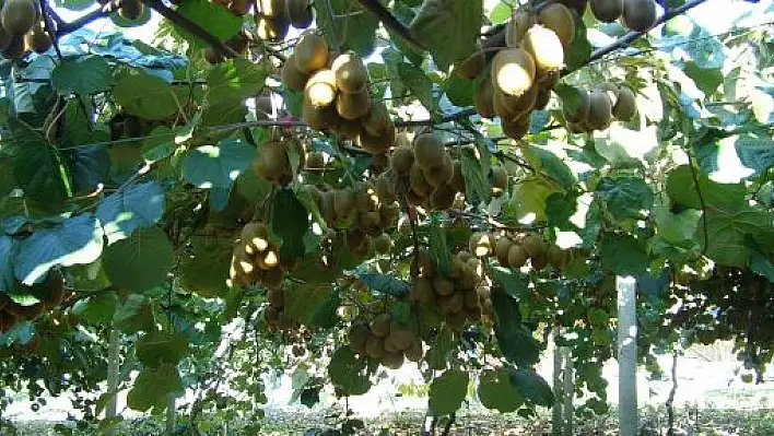 Kastamonu'da Kivi Üretimi Her Geçen Yıl Artıyor