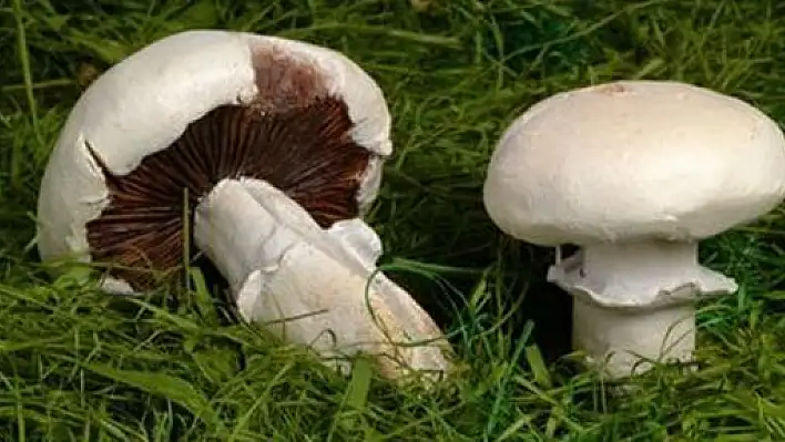 Kastamonu'nun Üç Ayrı İlçesinde 4 Kişi Mantardan Zehirlendi 