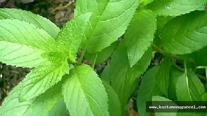 Mide Sorununuzu Yaban Nanesi İle Çözün