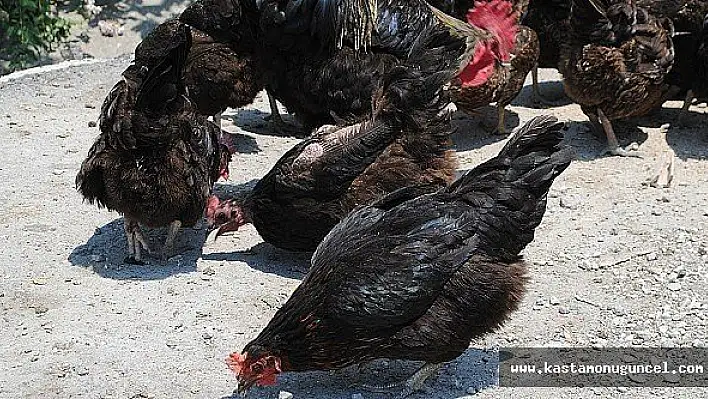 Onları Kenelerden Tavuk ve Kazlar Koruyor