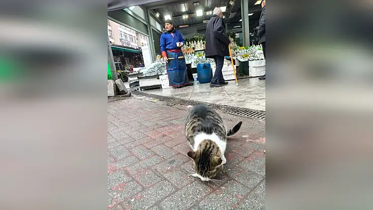 Kedi, balık ve emekliler