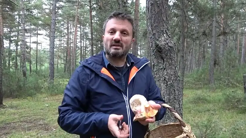 Zehirli kanlıca mantarı