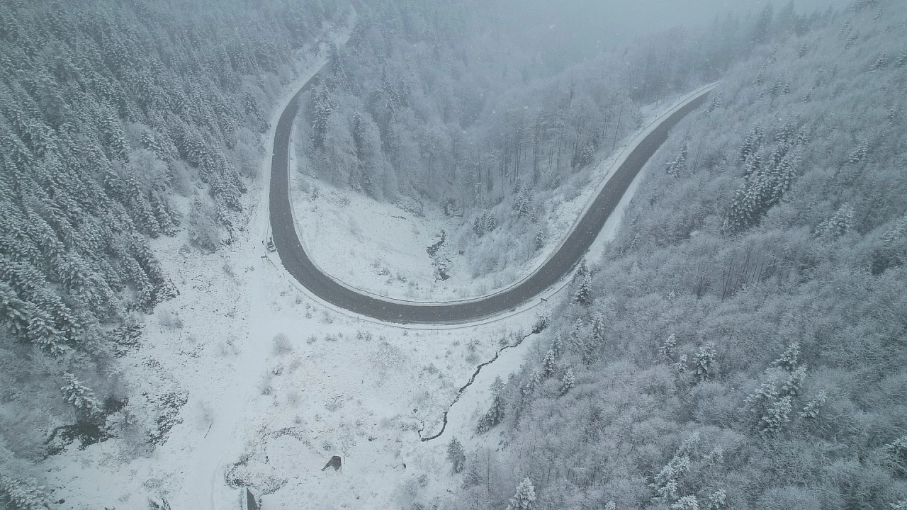 Kar ve sisle buluşan ormanlar