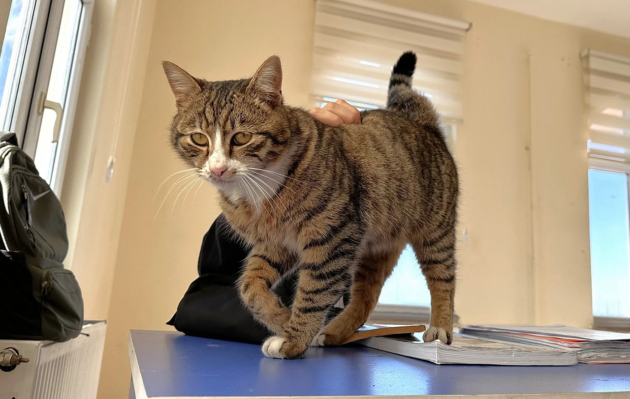 Öğrenciler kedinin yanından ayrılmıyor