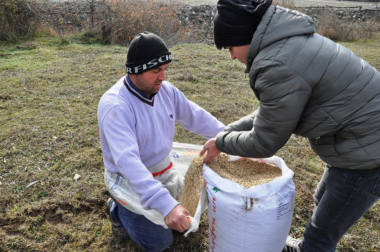 Siyez buğdayı ekimine başlandı