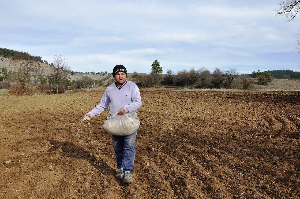 Siyez buğdayı ekimine başlandı