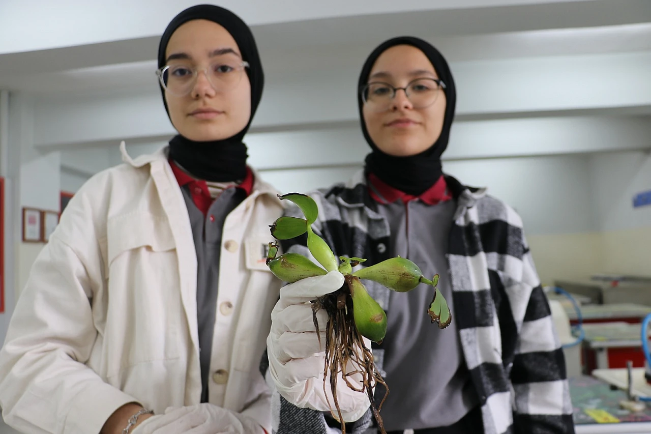 Atık suları su sümbülüyle arıtacaklar