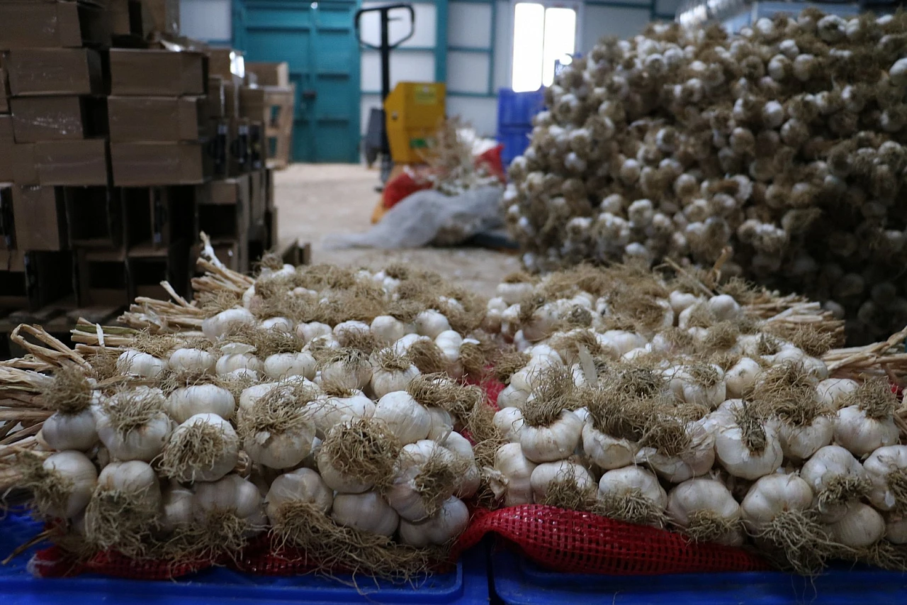 Bu fabrikanın enerjisi güneşten karşılanıyor