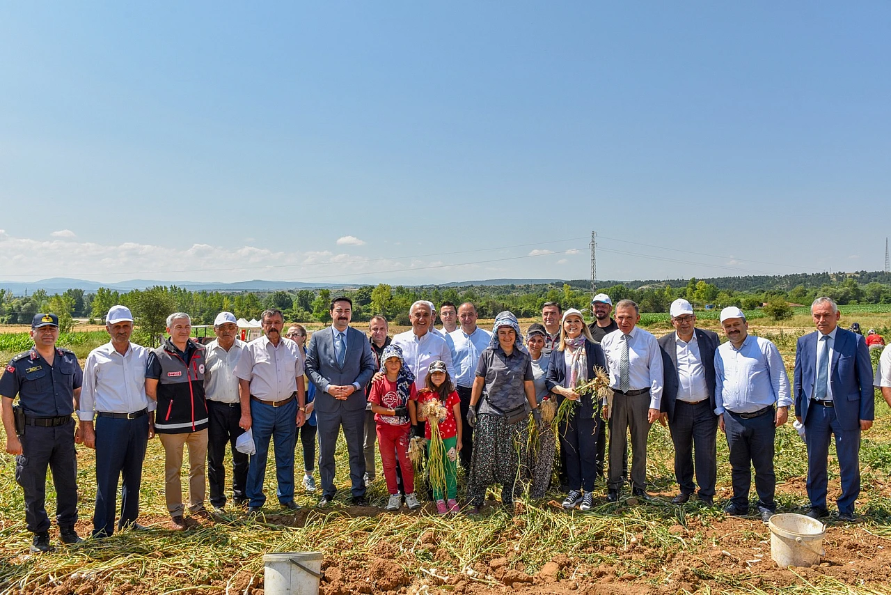 Vali ve milletvekilleri sarımsak hasadı yaptı